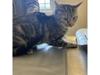 Adopt Shivani a Gray or Blue Domestic Shorthair / Mixed cat in Grand Junction