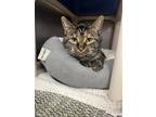 Adopt Bliss a Tiger Striped Domestic Shorthair (short coat) cat in Albion