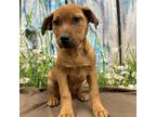 Adopt RITZ a Brown/Chocolate American Pit Bull Terrier / Mixed dog in Tangent