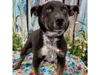 Adopt CHUNKY MONKEY a Gray/Blue/Silver/Salt & Pepper American Pit Bull Terrier /