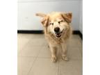 Adopt Big Girl a Chow Chow dog in Roanoke, VA (37702845)