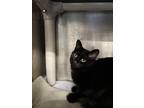 Adopt Hazel a Domestic Longhair cat in Roanoke, VA (37702843)