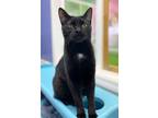 Adopt Archie a All Black Domestic Shorthair / Mixed (short coat) cat in