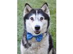 Adopt Rupert a Black - with White Siberian Husky / Mixed dog in Dublin