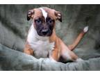 Adopt Derrek a Brown/Chocolate - with White Boxer / Pit Bull Terrier / Mixed dog