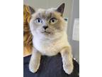 Adopt Finn a Siamese / Mixed (short coat) cat in Oak Hill, WV (37702097)