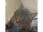 Adopt Bruno a Gray or Blue Domestic Shorthair / Mixed cat in Yuma, AZ (37702082)