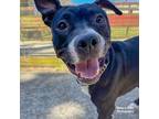 Adopt Zenon a Black American Pit Bull Terrier / Mixed dog in Baltimore