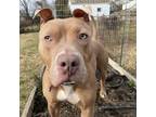 Adopt Febrezio a Tan/Yellow/Fawn American Staffordshire Terrier / Mixed dog in