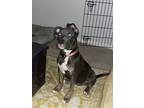 Adopt Dutchess a Merle American Pit Bull Terrier / Mixed dog in Bowie