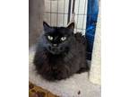 Adopt Izzie *Pending Adoption* a All Black Domestic Longhair / Domestic