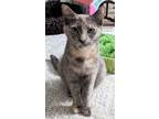 Adopt Aurora a Domestic Shorthair / Mixed (short coat) cat in Brainardsville