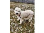 Adopt Zeus a White Komondor / Mixed dog in Hudson, NY (37700408)