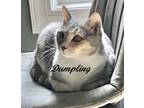 Adopt Dumpling a Gray or Blue (Mostly) Domestic Shorthair (short coat) cat in