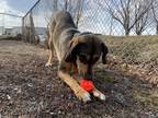 Adopt Dexter a German Shepherd Dog / Hound (Unknown Type) / Mixed dog in