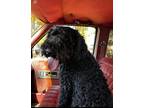 Adopt Boomer a Black Goldendoodle / Mixed dog in Shawnee, OK (37699305)