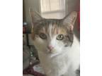 Adopt Lindsay a Brown Tabby Calico / Mixed (medium coat) cat in La Grange