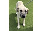 Adopt Asher a Anatolian Shepherd / Mixed dog in Monterey, CA (37698631)