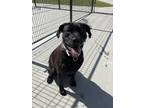 Adopt Lucy a Labrador Retriever / Boxer / Mixed dog in Monterey, CA (37698630)