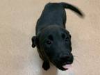 Adopt Shiraz a Black German Shepherd Dog / Mixed dog in Boulder, CO (37698779)