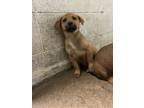 Adopt Amora a Tan/Yellow/Fawn Black Mouth Cur / Mixed dog in Bartlesville