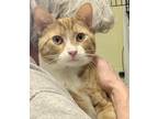 Adopt LEO a Orange or Red (Mostly) Domestic Shorthair (short coat) cat in