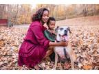Adopt Tyson a Tan/Yellow/Fawn Boxer / Mixed dog in Lanham, MD (37698829)