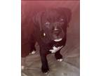 Adopt Summer a Black - with White Pit Bull Terrier / Mountain Cur / Mixed dog in