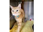 Adopt Persephone a Orange or Red Domestic Shorthair / Domestic Shorthair / Mixed