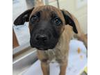 Adopt Cami a Brown/Chocolate Mixed Breed (Small) / Mixed dog in Memphis