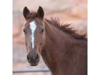 Adopt Calvin a Quarterhorse / Mixed horse in Kanab, UT (37698433)