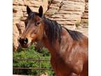 Adopt Banjo a Quarterhorse / Mixed horse in Kanab, UT (37698431)