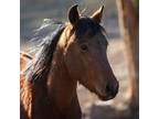 Adopt Henna a Grade / Mixed horse in Kanab, UT (37698437)