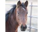Adopt Sienna a Grade / Mixed horse in Kanab, UT (37698436)