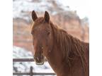 Adopt Hawkeye a Quarterhorse / Mixed horse in Kanab, UT (37698434)
