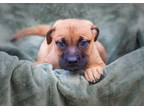 Adopt Diana a Brown/Chocolate - with Black Boxer / Pit Bull Terrier / Mixed dog