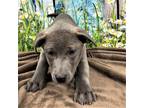 Adopt GRAHAM a Gray/Blue/Silver/Salt & Pepper American Pit Bull Terrier / Mixed