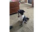 Adopt Bella a Black - with White Border Collie / Australian Cattle Dog / Mixed