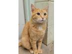 Adopt Nebula a Orange or Red Domestic Shorthair / Domestic Shorthair / Mixed cat