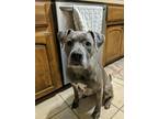 Adopt Brooklyn a Gray/Silver/Salt & Pepper - with White Terrier (Unknown Type