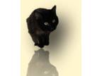 Adopt Zorro a All Black Domestic Mediumhair / Domestic Shorthair / Mixed cat in