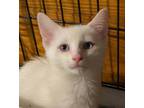 Adopt Kittens! a White Domestic Shorthair (short coat) cat in Southern Pines
