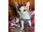 Adopt Moana a Calico or Dilute Calico Calico (short coat) cat in Southern Pines