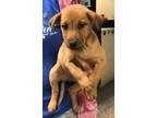 Adopt Tabitha a Labrador Retriever / Mixed dog in Calverton, NY (37696930)