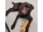 Adopt Clyde a Brown/Chocolate Labrador Retriever / Mixed dog in Ballston Spa