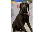 Adopt Sheldon a Black Labrador Retriever / Mixed dog in Twin Falls