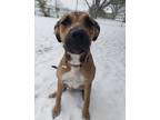 Adopt Pluto a Tan/Yellow/Fawn - with White Black Mouth Cur / Catahoula Leopard