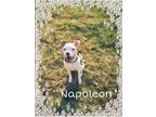 Adopt Napoleon a Pit Bull Terrier