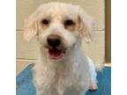 Adopt Bucee a Poodle
