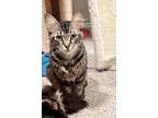 Adopt 4 Musketeers- Athos a Maine Coon